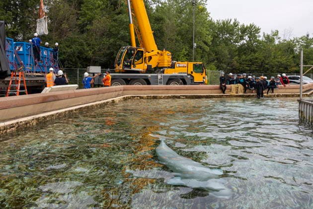 July 20, 2026, Niagara Falls, On, Canada: Beluga whale Bertie Botts swims before being transported by a group of experts from Marineland and several US aquariums onto a truck via a sling at Marineland in Niagara Falls, Ont., on Monday, July 20, 2026. Niagara Falls Canada  - ZUMAc35_ 20260720_zaf_c35_112 Copyright: xCarlosxOsoriox