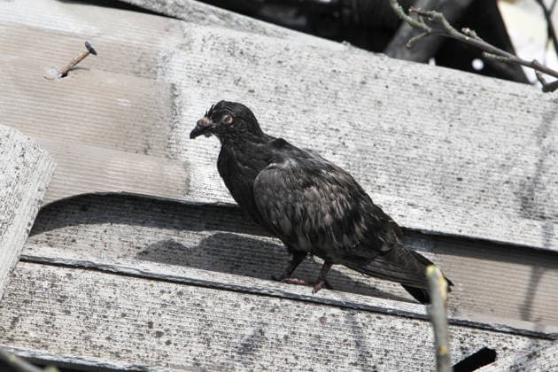 A black street pigeon sits on a roofing shingle outside a five-storey apartment block that was severely damaged by a Russian strike with an upgraded guided aerial bomb on a residential quarter in Pavlohrad, Dnipropetrovsk region, Ukraine, July 20, 2026. (Photo by Mykola Miakshykov Ukrinform) Russian troops hit residential area in Pavlohrad with guided bomb  Copyright: xMykolaxMiakshykovx