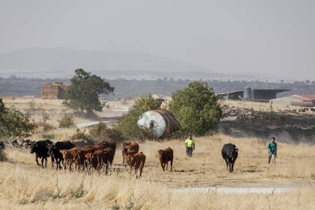 Eight towns in Segovia evacuated due to the Brieva fire; ranchers and veterinarians relocate a herd of cows out of fear of the fire, July 21, 2026, in Brieva, Segovia, Castile and León, Spain. Segovia’s Civil Protection Center (Cecopi) has ordered the evacuation of eight municipalities—Tenzuela, Losana de Pirón, Carrascal de la Cuesta, La Cuesta, Aldeasaz, Berrocal, Caballar, and Santo Domingo de Pirón, as a result of the fire that broke out at 3:00 p.m. this Monday in Brieva and has been classified as IGR 2 due to the threat it poses to the towns in the area. JULY 21, 2026 Brieva, Segovia, Castile and León Brieva, Segovia, Castile and León Spain  Copyright: xNachoxValverdex 7678937