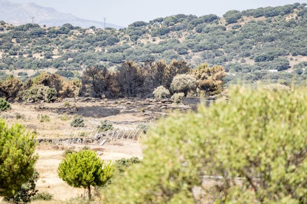 The Aftermath of the Lozoyuela Wildfire One of the areas burned by the fire, as of July 21, 2026, in Lozoyuela, Madrid, Spain. The wildfire that broke out on July 16 in the Madrid town of Lozoyuela burned 865 hectares of forest and scrubland, making it one of the most severe on record in the region. It forced the evacuation of a children’s camp and the preventive confinement of more than 2,000 residents due to the smoke. A man with a criminal record was arrested as the alleged arsonist, against whom the Community of Madrid has joined the case as a private prosecutor JULY 21, 2026 Lozoyuela, Madrid Lozoyuela, Madrid, Spain  Copyright: xRicardoxRubiox 7679132