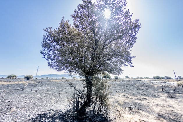 The Aftermath of the Lozoyuela Wildfire One of the areas burned by the fire, as of July 21, 2026, in Lozoyuela, Madrid, Spain. The wildfire that broke out on July 16 in the Madrid town of Lozoyuela burned 865 hectares of forest and scrubland, making it one of the most severe on record in the region. It forced the evacuation of a children’s camp and the preventive confinement of more than 2,000 residents due to the smoke. A man with a criminal record was arrested as the alleged arsonist, against whom the Community of Madrid has joined the case as a private prosecutor JULY 21, 2026 Lozoyuela, Madrid Lozoyuela, Madrid, Spain  Copyright: xRicardoxRubiox 7679136