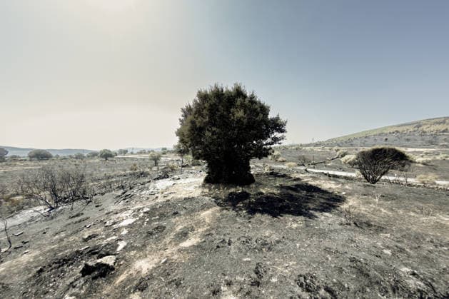 The Aftermath of the Lozoyuela Wildfire One of the areas burned by the fire, as of July 21, 2026, in Lozoyuela, Madrid, Spain. The wildfire that broke out on July 16 in the Madrid town of Lozoyuela burned 865 hectares of forest and scrubland, making it one of the most severe on record in the region. It forced the evacuation of a children’s camp and the preventive confinement of more than 2,000 residents due to the smoke. A man with a criminal record was arrested as the alleged arsonist, against whom the Community of Madrid has joined the case as a private prosecutor JULY 21, 2026 Lozoyuela, Madrid Lozoyuela, Madrid, Spain  Copyright: xRicardoxRubiox 7679139
