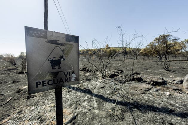 The Aftermath of the Lozoyuela Wildfire One of the areas burned by the fire, as of July 21, 2026, in Lozoyuela, Madrid, Spain. The wildfire that broke out on July 16 in the Madrid town of Lozoyuela burned 865 hectares of forest and scrubland, making it one of the most severe on record in the region. It forced the evacuation of a children’s camp and the preventive confinement of more than 2,000 residents due to the smoke. A man with a criminal record was arrested as the alleged arsonist, against whom the Community of Madrid has joined the case as a private prosecutor JULY 21, 2026 Lozoyuela, Madrid Lozoyuela, Madrid, Spain  Copyright: xRicardoxRubiox 7679145