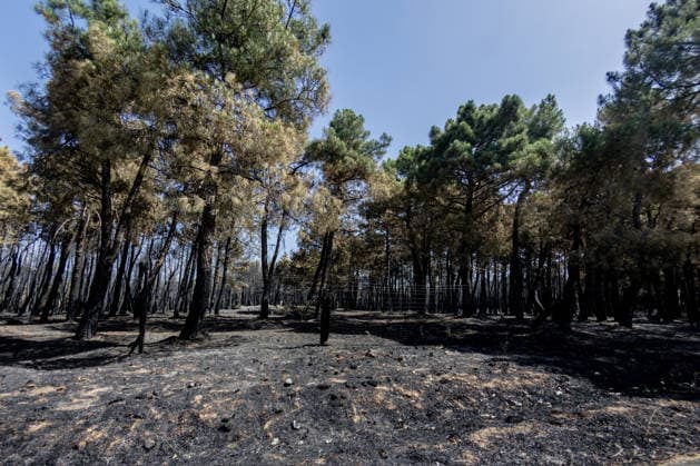The Aftermath of the Lozoyuela Wildfire One of the areas burned by the fire, as of July 21, 2026, in Lozoyuela, Madrid, Spain. The wildfire that broke out on July 16 in the Madrid town of Lozoyuela burned 865 hectares of forest and scrubland, making it one of the most severe on record in the region. It forced the evacuation of a children’s camp and the preventive confinement of more than 2,000 residents due to the smoke. A man with a criminal record was arrested as the alleged arsonist, against whom the Community of Madrid has joined the case as a private prosecutor JULY 21, 2026 Lozoyuela, Madrid Lozoyuela, Madrid, Spain  Copyright: xRicardoxRubiox 7679148