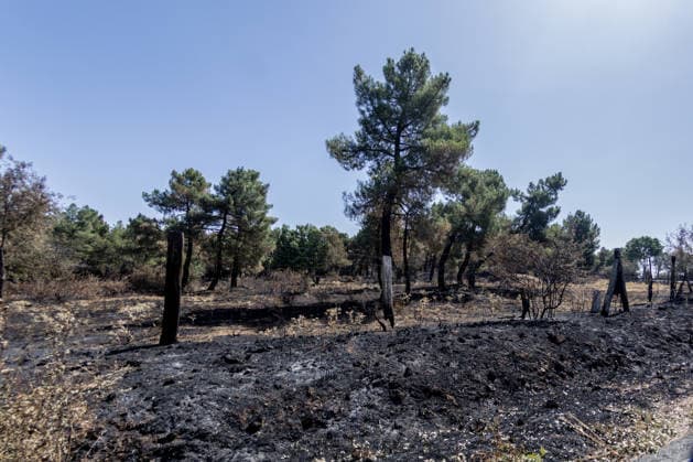 The Aftermath of the Lozoyuela Wildfire One of the areas burned by the fire, as of July 21, 2026, in Lozoyuela, Madrid, Spain. The wildfire that broke out on July 16 in the Madrid town of Lozoyuela burned 865 hectares of forest and scrubland, making it one of the most severe on record in the region. It forced the evacuation of a children’s camp and the preventive confinement of more than 2,000 residents due to the smoke. A man with a criminal record was arrested as the alleged arsonist, against whom the Community of Madrid has joined the case as a private prosecutor JULY 21, 2026 Lozoyuela, Madrid Lozoyuela, Madrid, Spain  Copyright: xRicardoxRubiox 7679149