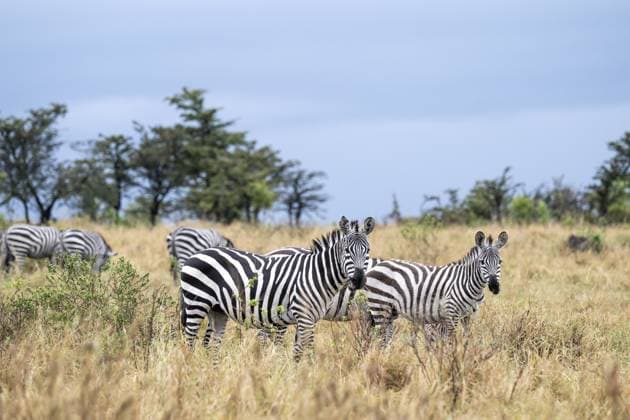 Steppenzebra, Serengeti, Tansania Steppe Zebra, Serengeti, Tanzania Copyright: imageBROKER MoritzxWolf ibxmmw18227098.jpg