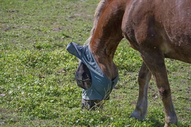 Grasendes Pferd mit einem Fliegenschutz auf der Weide, Franken, Bayern, Deutschland Grazing horse with a fly repellent in the pasture, Franconia, Bavaria, Germany Copyright: imageBROKER HelmutxMeyerxzurxCap ibxmzc18435066.jpg