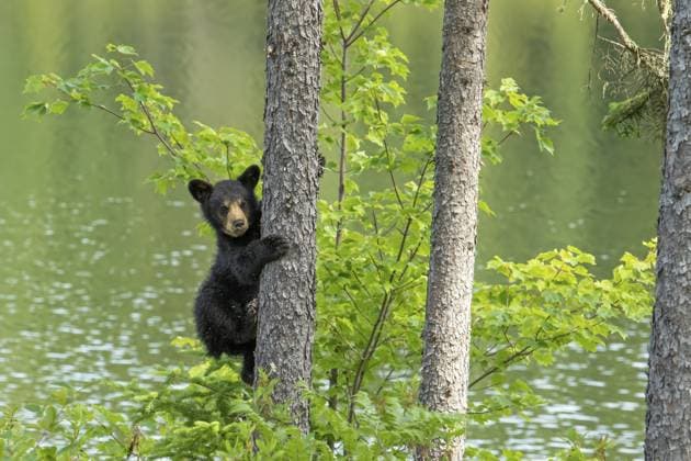 Schwarzbärenjunges (Ursus americanus), Jungtier klettert auf eine Kiefer, Nationalpark Mauricie, Provinz Québec, Kanada Black bear cub (Ursus americanus), cub climbing a pine tree, Mauricie national park, Province of Quebec, Canada Copyright: imageBROKER PhilippexHenry ibxphe18500388.jpg