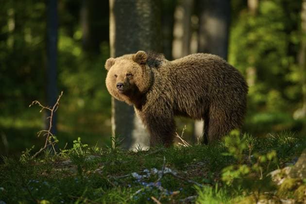 Im Sonnenlicht stehender Bär zwischen Bäumen im Wald, Europäischer Braunbär (Ursus arctos), Slowenien A bear standing in the sunlight amongst the trees in the forest, European brown bear (Ursus arctos), Slovenia Copyright: imageBROKER RaimundxLinke ibxrde18408074.jpg