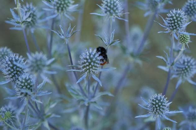 Creative Highlights World Steinhummel (Bombus lapidarius) aufMannstreu (Eryngium), Schnecke, Bienenweide, Insektenweide, Bienenfreundlich, Insektenfreundlich, Schwäbisch Hall, Deutschland Stone bumblebee (Bombus lapidarius) on sea holly (Eryngium), snail, bee pasture, insect pasture, bee-friendly, insect-friendly, Schwäbisch Hall, Germany Copyright: imageBROKER ScholzxAndreas ibxsca18172116.jpg
