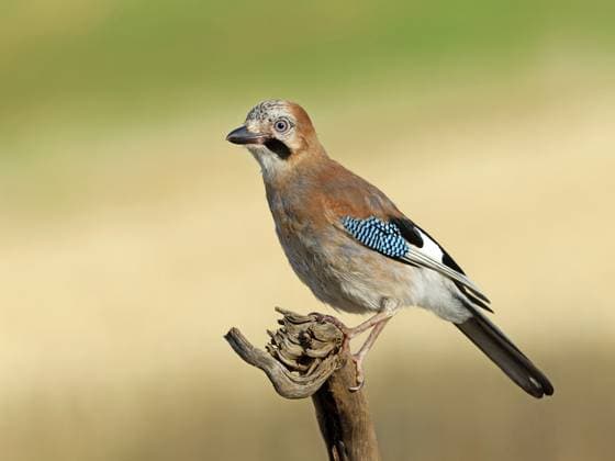 Eichelhäher (Garrulus glandarius) sitzt auf einer Wurzel, Solms, Hessen, Deutschland A jay (Garrulus glandarius) perched on a root, Solms, Hesse, Germany Copyright: imageBROKER OttfriedxSchreiter ibxsfs18297389.jpg