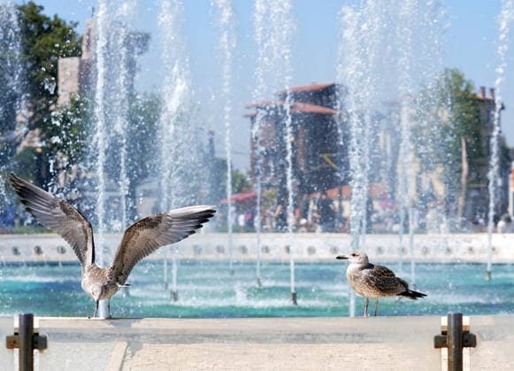 Hot weather in Istanbul ISTANBUL, TURKIYE - JULY 22: Seagulls are trying to cool off beside a pool as local and foreign tourists try to protect themselves from the hot weather by using umbrellas, face masks, hats, and hand fans in Istanbul, Turkiye, on July 22, 2026. Esra Bilgin Anadolu Istanbul Turkey. Editorial use only. Please get in touch for any other usage.  Copyright: x2026xAnadoluxEsraxBilginx