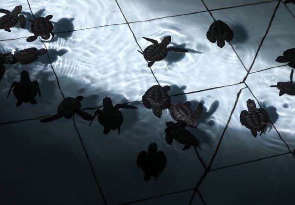 Olive ridley sea turtle hatchlings reached the open sea in East Java MALANG, EAST JAVA, INDONESIA - JULY 22: Sea turtle hatchlings are swimming in the water as hundreds of olive ridley sea turtle (Lepidochelys olivacea) hatchlings, having completed a three-month quarantine period at the Bajulmati Sea Turtle Conservation (BSTC) site, are heading toward the open sea after being released into the wild in Bajulmati Beach, Malang, East Java, Indonesia, on July 22, 2026. Today, the Bajulmati Sea Turtle Conservation Area (BSTC) released 100 olive ridley sea turtle hatchlings (Lepidochelys olivacea) into the sea. The greatest threats to wild sea turtles are poaching for their shells and eggs, as well as high levels of plastic waste in the oceans an  Copyright: x2026xAnadoluxAmanxRochmanx