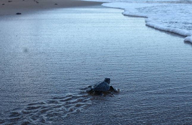 Olive ridley sea turtle hatchlings reached the open sea in East Java MALANG, EAST JAVA, INDONESIA - JULY 22: An olive ridley turtle hatchling is moving across the sand towards the sea as hundreds of olive ridley sea turtle (Lepidochelys olivacea) hatchlings, having completed a three-month quarantine period at the Bajulmati Sea Turtle Conservation (BSTC) site, are heading toward the open sea after being released into the wild in Bajulmati Beach, Malang, East Java, Indonesia, on July 22, 2026. Today, the Bajulmati Sea Turtle Conservation Area (BSTC) released 100 olive ridley sea turtle hatchlings (Lepidochelys olivacea) into the sea. The greatest threats to wild sea turtles are poaching for their shells and eggs, as well as high levels of pla  Copyright: x2026xAnadoluxAmanxRochmanx