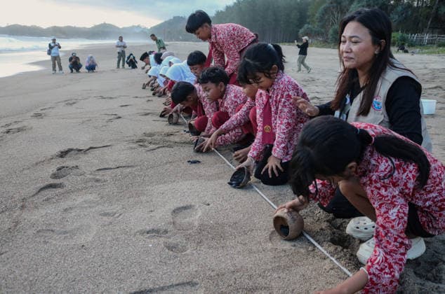 Olive ridley sea turtle hatchlings reached the open sea in East Java MALANG, EAST JAVA, INDONESIA - JULY 22: Hundreds of olive ridley sea turtle (Lepidochelys olivacea) hatchlings, having completed a three-month quarantine period at the Bajulmati Sea Turtle Conservation (BSTC) site, are being released into the open sea with the participation of students in Bajulmati Beach, Malang, East Java, Indonesia, on July 22, 2026. Today, the Bajulmati Sea Turtle Conservation Area (BSTC) released 100 olive ridley sea turtle hatchlings (Lepidochelys olivacea) into the sea. The greatest threats to wild sea turtles are poaching for their shells and eggs, as well as high levels of plastic waste in the oceans and coastal development. Aman Rochman Anadolu  Copyright: x2026xAnadoluxAmanxRochmanx