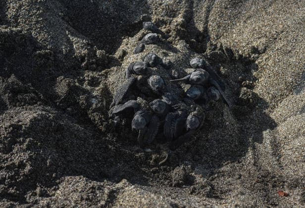 Olive ridley sea turtle hatchlings reached the open sea in East Java MALANG, EAST JAVA, INDONESIA - JULY 22: Sea turtles are hatching as hundreds of olive ridley sea turtle (Lepidochelys olivacea) hatchlings, having completed a three-month quarantine period at the Bajulmati Sea Turtle Conservation (BSTC) site, are heading toward the open sea after being released into the wild in Bajulmati Beach, Malang, East Java, Indonesia, on July 22, 2026. Today, the Bajulmati Sea Turtle Conservation Area (BSTC) released 100 olive ridley sea turtle hatchlings (Lepidochelys olivacea) into the sea. The greatest threats to wild sea turtles are poaching for their shells and eggs, as well as high levels of plastic waste in the oceans and coastal development.  Copyright: x2026xAnadoluxAmanxRochmanx