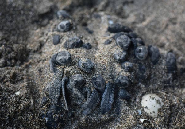 Olive ridley sea turtle hatchlings reached the open sea in East Java MALANG, EAST JAVA, INDONESIA - JULY 22: Sea turtles are hatching as hundreds of olive ridley sea turtle (Lepidochelys olivacea) hatchlings, having completed a three-month quarantine period at the Bajulmati Sea Turtle Conservation (BSTC) site, are heading toward the open sea after being released into the wild in Bajulmati Beach, Malang, East Java, Indonesia, on July 22, 2026. Today, the Bajulmati Sea Turtle Conservation Area (BSTC) released 100 olive ridley sea turtle hatchlings (Lepidochelys olivacea) into the sea. The greatest threats to wild sea turtles are poaching for their shells and eggs, as well as high levels of plastic waste in the oceans and coastal development.  Copyright: x2026xAnadoluxAmanxRochmanx