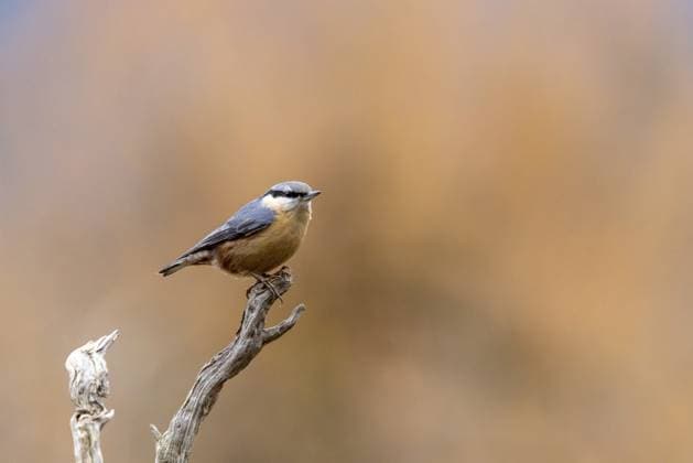 Ein kleiner Vogel sitzt seitlich auf einem Ast vor unscharfem Hintergrund, Kleiber (Sitta europaea) sitzt auf Ast, Wildlife, Tiere, Vögel, Baden-Württemberg, Deutschland A small bird is perched on the side of a branch against a blurred background, a nuthatch (Sitta europaea) perched on a branch, wildlife, animals, birds, Baden-Württemberg, Germany Copyright: imageBROKER DennisxEid ibxwlw18381624.jpg