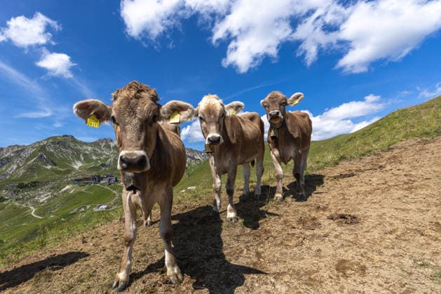 Kühe auf der Alp Jungrinder stehen am Zeiger in den Allgäuer Alpen auf der Weide., Oberstdorf Bayern Deutschland *** Cows on the Jungrinder Alpine pasture are grazing at Zeiger in the Allgäu Alps, Oberstdorf, Bavaria, Germany