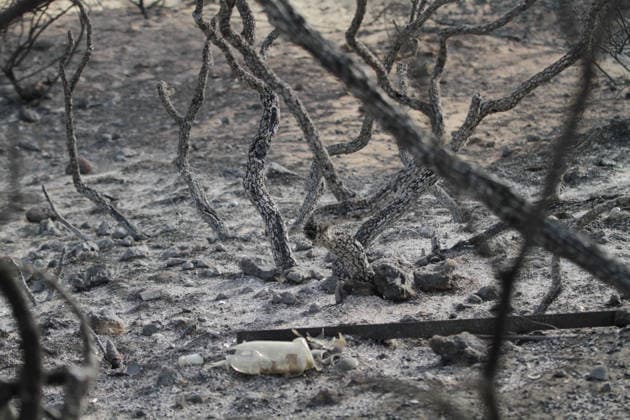 July 22, 2026, Bizerte, Bizerte, Tunisia, Tunisia: Scorched trees are seen on the hills overlooking the coast of Sidi Ali Mekki in the locality of Ghar El Melh on July 22, 2026 after being ravaged by a forest fire. Wildfires broke out the previous night in the heights of Ghar El Melh, Sidi Ali El Mekki, and RafRaf in Tunisia s Bizerte Governorate causing great concern among residents and vacationers. Bizerte Tunisia - ZUMAm342 20260722_zsp_m342_030 Copyright: xHasanxMradx
