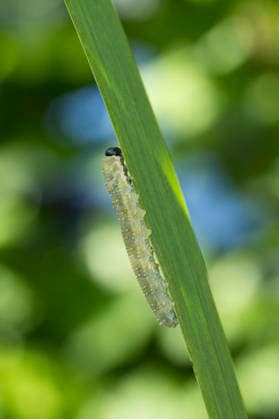 Creative Highlights World Irisblattwespe, Iris-Blattwespe (Rhadinoceraea micans), Larve frisst an Sumpf-Schwertlilie, Deutschland iris sawfly (Rhadinoceraea micans), larva at a leaf, Germany BLWS750983 *** Iris leaf wasp, Iris Blattwespe Rhadinoceraea micans , Larva eats to Swamp Iris, Germany Iris Sawfly Rhadinoceraea micans , larva AT a leaf, Germany BLWS750983 Copyright: xblickwinkel F.xHeckerx
