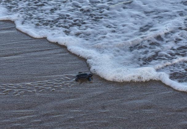 July 22, 2026, Malang, East Java, Indonesia: A olive ridley turtle hatchlings (Lepidochelys olivacea) swam out to the open sea upon their release, having completed the 3-month quarantine process at Bajulmati Sea turtle conservation (BSTC) area in Bajulmati Beach, Malang, East Java, Indonesia, on July 22, 2026.Ã‚ Today, the Bajulmati Sea Turtle Conservation Area (BSTC) released 100 olive ridley sea turtle hatchlings (Lepidochelys olivacea) into the sea. The greatest threats to wild sea turtles are poaching for their shells and eggs, as well as high levels of plastic waste in the oceans and coastal development. Malang Indonesia - ZUMAr335 20260722_zip_r335_006 Copyright: xAmanxRochmanx