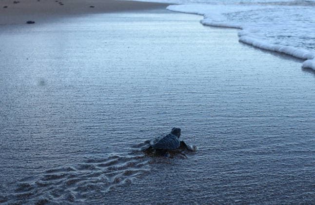 July 22, 2026, Malang, East Java, Indonesia: A olive ridley turtle hatchlings (Lepidochelys olivacea) swam out to the open sea upon their release, having completed the 3-month quarantine process at Bajulmati Sea turtle conservation (BSTC) area in Bajulmati Beach, Malang, East Java, Indonesia, on July 22, 2026.Ã‚ Today, the Bajulmati Sea Turtle Conservation Area (BSTC) released 100 olive ridley sea turtle hatchlings (Lepidochelys olivacea) into the sea. The greatest threats to wild sea turtles are poaching for their shells and eggs, as well as high levels of plastic waste in the oceans and coastal development. Malang Indonesia - ZUMAr335 20260722_zip_r335_007 Copyright: xAmanxRochmanx