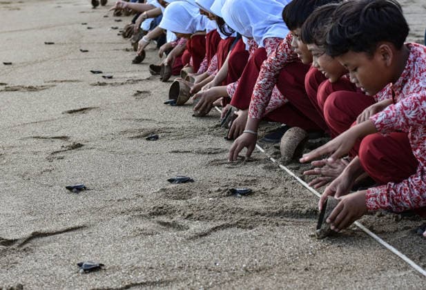 July 22, 2026, Malang, East Java, Indonesia: Several students release olive ridley turtles hatchlings (Lepidochelys olivacea) swam out to the open sea upon their having completed the 3-month quarantine process atÃ‚ Bajulmati Sea turtle conservation (BSTC) area in Bajulmati Beach, Malang, East Java, Indonesia, on July 22, 2026..Today, the Bajulmati Sea Turtle Conservation Area (BSTC) released 100 olive ridley sea turtle hatchlings (Lepidochelys olivacea) into the sea. The greatest threats to wild sea turtles are poaching for their shells and eggs, as well as high levels of plastic waste in the ocean and development along the coast. Malang Indonesia - ZUMAr335 20260722_zip_r335_008 Copyright: xAmanxRochmanx
