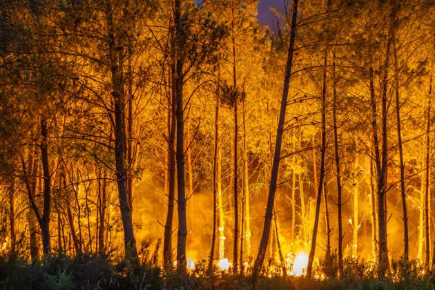 Flames Engulf Pine Forest During Gironde Wildfires - Le Porge Flames spread through a pine forest during the ongoing wildfires in the Gironde department. The fast-moving blaze has prompted evacuations and a major firefighting response as extreme weather conditions fuel the fire near Le Porge, France, on July 23, 2026. Photo by Margot Le Gonidec ABACAPRESS.COM Le Porge France  Copyright: xLexGonidecxMargot ABACAx