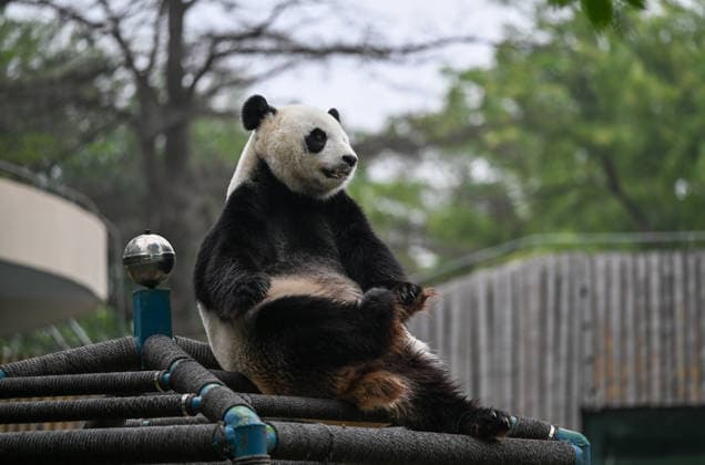 (260724) -- TIANJIN, July 24, 2026 -- This photo taken on July 24, 2026 shows giant panda Xi Le at Tianjin Zoo in north China s Tianjin. The Tianjin Zoo celebrated Xi Le s 13th birthday on Friday. Xi Le was born in 2013 in Ya an City, southwest China s Sichuan Province, and transferred to the Tianjin Zoo in 2015. ) CHINA-TIANJIN-PANDA-BIRTHDAY (CN) SunxFanyue 