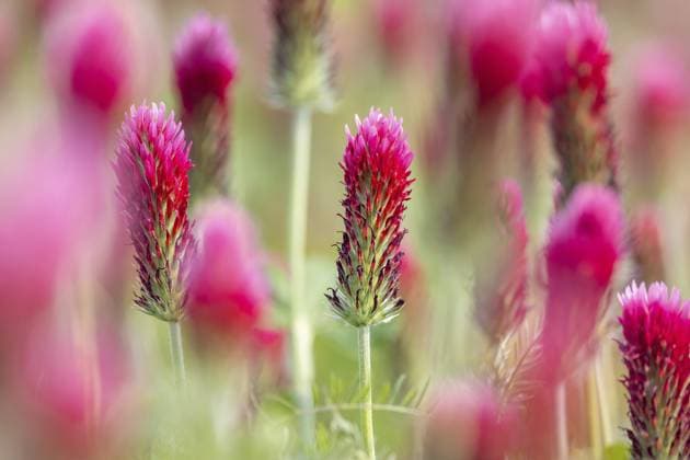 Creative Highlights World Rotklee, Italienischer Klee (Trifolium incarnatum), einjährige Pflanze, die in Atlantik und Südeuropa heimisch ist und als Futterpflanze für Rinder genutzt wird Crimson clover, Italian clover (Trifolium incarnatum) annual plant native to Atlantic and southern Europe, used as forage crop for cattle Copyright: imageBROKER alimdix xArterra ibltsm18541782.jpg