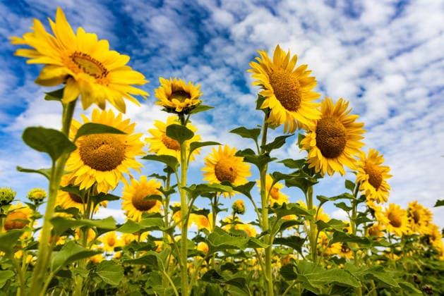 Egstedt , 210726 , Sonnenblumenfeld , Sonnenblumen auf einem Feld in Thüringen , Thüringen , Thüringer Becken , Blumen , Kultur , Kulturlandschaft , Reise , reisen , Sonneblumenfeld , Biene , Wirtschaft , Agrar , Agrarwirtschaft , Landwirtschaft , Deutschland *** Egstedt, 210726, Sunflower Field, Sunflowers in a Field in Thuringia, Thuringia, Thuringian Basin, Flowers, Culture, Cultural Landscape, Travel, Traveling, Sunflower Field, Bee, Economy, Agriculture, Agricultural Economy, Farming, Germany