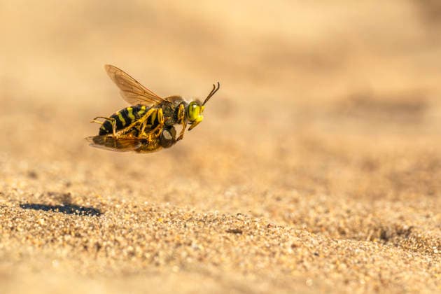 Creative Highlights World Geschnaebelte Kreiselwespe (Bembix rostrata, Epibembix rostrata), traegt im Flug eine gefangene Fliege ueber Sand in ihren Bau, Deutschland, Brandenburg rostrate bembix wasp (Bembix rostrata, Epibembix rostrata), carries a captured prey over the sand into its burrow while in flight, Germany, Brandenburg BLWS751128 *** Cobbled gyro wasp bembix rostrata, epibembix rostrata , carries at Flight a Prisoners Fly Via Sand in their Construction, Germany, Brandenburg rostrate bembix Wasp bembix rostrata, epibembix rostrata , carries a captured Prey Over The Sand into its Burrow while in flight, Germany, Brandenburg BLWS751128 Copyright: xblickwinkel R.xKaminskix