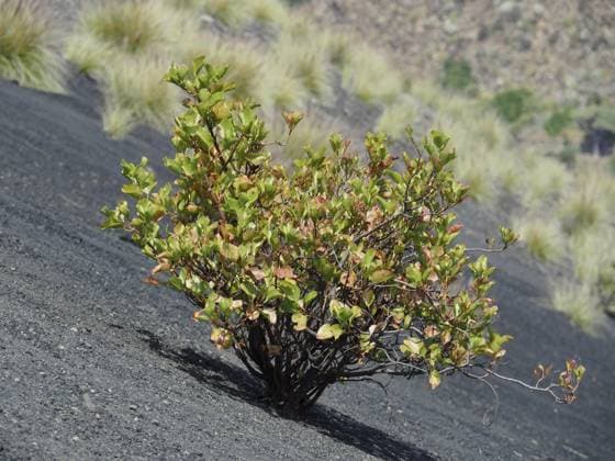 Creative Highlights World Kleiner Busch, Kanaren-Ampfer (Rumex lunaria), wächst auf trockenem, schwarzem Vulkansand in karger Umgebung, Naturpark Caldera de Bandama, Gran Canaria, Spanien A small shrub, the Canary Island sorrel (Rumex lunaria), grows on dry, black volcanic sand in a barren environment, Caldera de Bandama nature park Park, Gran Canaria, Spain Copyright: imageBROKER RolfxvonxRiedmatten ibxrvo18531419.jpg