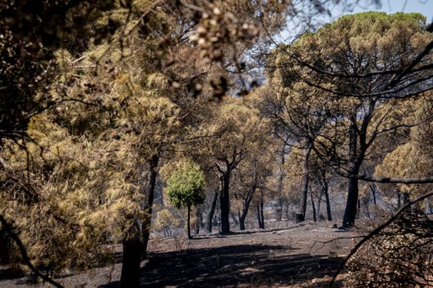 The fires in the Community of Madrid have merged into a single front, and a third front is being monitored from Ávila. Land burned by the wildfire, as of July 2, 2026, in Madrid, Spain. The fires affecting the Community of Madrid continue to spread unchecked and have merged into a single fire, while in Ávila, the Burgohondo fire is also spreading unchecked, forcing the central government to declare a national emergency on a day when weather forecasts of strong gusts of wind are hampering firefighting efforts. So far, 9,000 hectares have been burned in Ávila and another 6,000 in Madrid. JULY 24, 2026. A Pé Madrid, Madrid, Spain  Copyright: xA.xPÃ rezxMecax 7684915