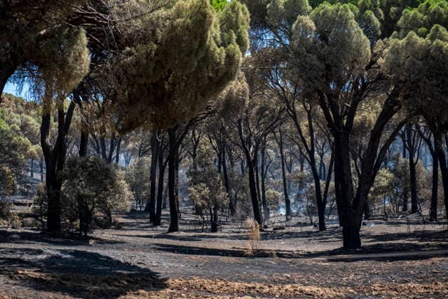 The Ávila City Council is deploying a response operation to assist the residents of El Tiemblo who were evacuated. Condition of the area following the fire, as of July 24, 2026, in Almorox, Toledo, Castile-La Mancha, Spain, July 24, 2026: FIRE, SMOKE, SMOKE PLUME, EVACUEES, CLM, EMERGENCY RESPONSE, FLAME, EMbers, ALMOROX, TOLEDO, Almorox, Toledo, Castile-La Mancha Almorox, Toledo, Castile-La Mancha, Spain  Copyright: xGabrixSolerax 7686348