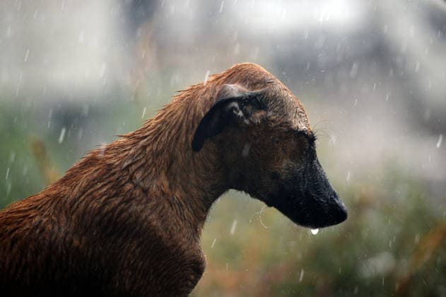Pakistan-Weather-Monsoon-Flooding A stray dog sits on a flooded road in Lahore, Pakistan, on July 25, 2026. Lahore Pakistan  Copyright: xMurtazaxAlix originalFilename: ali-notitle260725_np5Pi.jpg