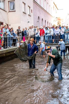 Ein Blick auf das traditionelle Bachausfischen während des Fischertags in Memmingen. Zahlreiche Fischer in teils historischer Kleidung waten durch den Stadtbach, um Fische zu fangen. Dicht gedrängt stehen Zuschauer am Ufer und verfolgen das Spektakel, das jährlich tausende Besucher anzieht. Der Memminger Fischertag ist eines der ältesten und bekanntesten Volksfeste in Bayern. Memmingen Bayern Deutschland *** A look at the traditional stream fishing during Memmingen’s Fishermen’s Day. Numerous fishermen, some in historical attire, wade through the town stream, to catch fish. Spectators stand packed tightly along the bank, watching the spectacle, which attracts thousands of visitors every year. Memmingen Fishermen’s Day is one of the o