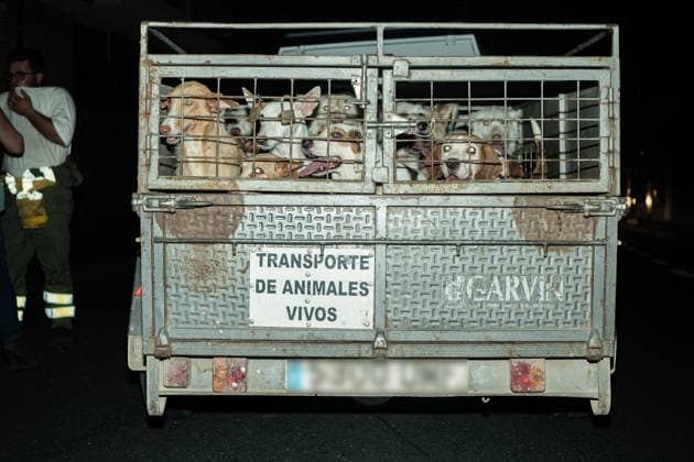 The wildfire in Ávila forces the evacuation of seven more towns and leaves 13,750 people affected after a difficult night. Several dogs were evacuated in La Adrada on July 25, 2026, in Ávila, Castile and León, Spain. The Burgohondo forest fire in Ávila, now in its fourth day this Saturday, has forced the preventive evacuation of the towns of Piedralaves, La Adrada, Casillas, Sotillo, Santa María del Tiétar, Navahondilla, and Casavieja following a difficult night marked by constantly changing weather conditions and the proximity of the fire advancing from the Community of Madrid, while, for the moment, the affected population totals 5,150 evacuees and 8,600 people under lockdown. JULY 25, 2026 FIRE EVACUEES TOWN PIXELATED César Vallejo Rodr  Copyright: xCÃ sarxVallejoxRodriguezx 7688179