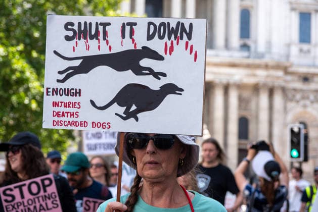 Demonstration against Greyhound race in London, UK - 25 Jul 2026 An animal rights activist holds a placard during a demonstration. Animal rights activists gathered outside of the Greyhound Board of Great Britain (GBGB) headquarters near the St Paul s Cathedral. The Greyhound Board of Great Britain (GBGB) serves as the governing and regulatory body for licensed greyhound racing in England because it was banned previously in Wales and Scotland. The protesters demand from the UK Government to ban the Greyhound racing immediately because 161 dog died during and after the race, just in 2025. London United Kingdom Copyright: xKrisztianxElekx xSOPAxImagesx SSS_20260725_GREYHOUND_DEMO_0011005065