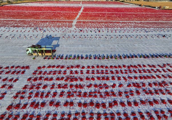 Turkiye generates nearly 61 million USD from sun-dried tomato exports in first half of 2026 IZMIR, TURKIYE - JULY 25: An aerial view shows a field where agricultural workers cut and arrange freshly harvested tomatoes on large mats for sun-drying in Izmir, Turkiye, on July 25, 2026. Turkiye, the world s third-largest tomato producer, generated 60.98 million USD from exporting 18,301 tons of sun-dried tomatoes to 91 countries in the first half of 2026. The tomatoes, transported from fields by tractors, are halved and left to dry under the scorching sun for about a week before final processing. Halil Fidan Anadolu Izmir Turkey. Editorial use only. Please get in touch for any other usage.  Copyright: x2026xAnadoluxHalilxFidanx
