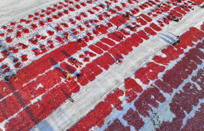 Turkiye generates nearly 61 million USD from sun-dried tomato exports in first half of 2026 IZMIR, TURKIYE - JULY 25: An aerial view shows a field where agricultural workers cut and arrange freshly harvested tomatoes on large mats for sun-drying in Izmir, Turkiye, on July 25, 2026. Turkiye, the world s third-largest tomato producer, generated 60.98 million USD from exporting 18,301 tons of sun-dried tomatoes to 91 countries in the first half of 2026. The tomatoes, transported from fields by tractors, are halved and left to dry under the scorching sun for about a week before final processing. Halil Fidan Anadolu Izmir Turkey. Editorial use only. Please get in touch for any other usage.  Copyright: x2026xAnadoluxHalilxFidanx