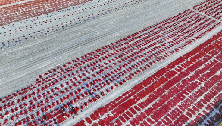 Turkiye generates nearly 61 million USD from sun-dried tomato exports in first half of 2026 IZMIR, TURKIYE - JULY 25: An aerial view shows a field where agricultural workers cut and arrange freshly harvested tomatoes on large mats for sun-drying in Izmir, Turkiye, on July 25, 2026. Turkiye, the world s third-largest tomato producer, generated 60.98 million USD from exporting 18,301 tons of sun-dried tomatoes to 91 countries in the first half of 2026. The tomatoes, transported from fields by tractors, are halved and left to dry under the scorching sun for about a week before final processing. Halil Fidan Anadolu Izmir Turkey. Editorial use only. Please get in touch for any other usage.  Copyright: x2026xAnadoluxHalilxFidanx