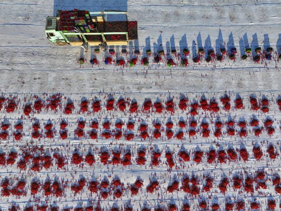 Turkiye generates nearly 61 million USD from sun-dried tomato exports in first half of 2026 IZMIR, TURKIYE - JULY 25: An aerial view shows a field where agricultural workers cut and arrange freshly harvested tomatoes on large mats for sun-drying in Izmir, Turkiye, on July 25, 2026. Turkiye, the world s third-largest tomato producer, generated 60.98 million USD from exporting 18,301 tons of sun-dried tomatoes to 91 countries in the first half of 2026. The tomatoes, transported from fields by tractors, are halved and left to dry under the scorching sun for about a week before final processing. Halil Fidan Anadolu Izmir Turkey. Editorial use only. Please get in touch for any other usage.  Copyright: x2026xAnadoluxHalilxFidanx