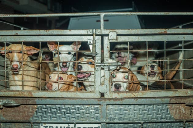Fighting the flames in La Adrada, Ávila: Dogs evacuated by truck during efforts to extinguish the wildfire, on July 26, 2026, in La Adrada, Ávila, Castile and León, Spain. La Adrada, one of the municipalities in the Tiétar Valley in Ávila, was evacuated as a precautionary measure this Saturday due to the advance of the severe Burgohondo wildfire, which, along with the one in Madrid, has the surrounding population on edge and has already burned more than 45,000 hectares JULY 26, 2026 FOREST FIRE PIXELATED César Vallejo Rodrí La Adrada, Ávila, Castile and León La Adrada,Ávila, Castile and León, Spain  Copyright: xCÃ sarxVallejoxRodriguezx 7688270