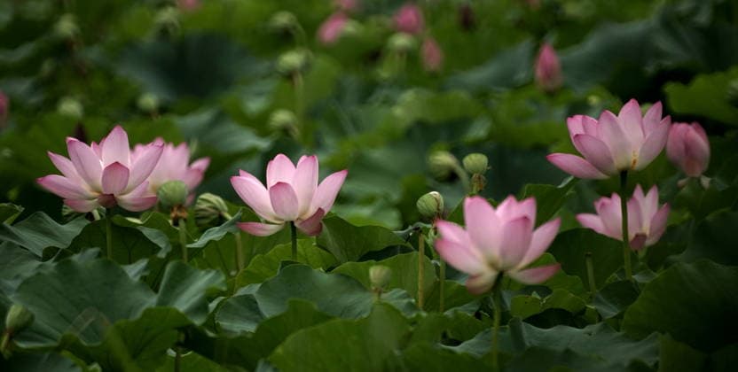 (260726) -- BEIJING, July 26, 2026 -- This photo taken on July 26, 2026 shows lotus flowers at the Old Summer Palace in Beijing, capital of China. During midsummer, lotus flowers are in full bloom in the Old Summer Palace. ) CHINA-BEIJING-LOTUS-SUMMER SCENERY (CN) LixXin 