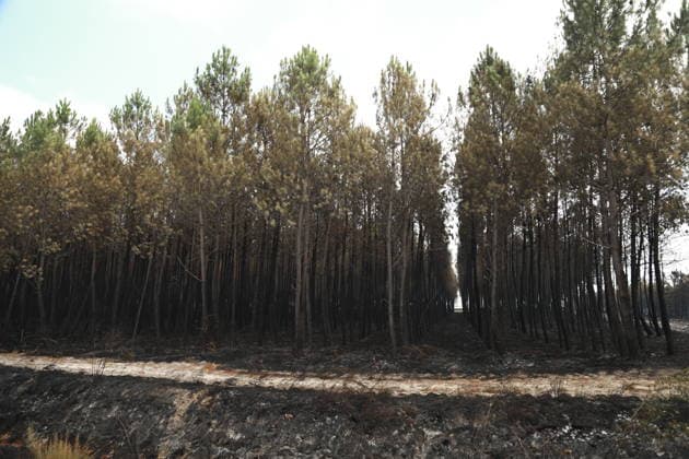 Gironde wildfire in southwestern France GIRONDE, FRANCE - JULY 27: Charred trees are seen after a massive wildfire in the Gironde department of southwestern France on July 27, 2026. Burned vehicles, damaged buildings, destroyed roads, and charred trees are seen across areas affected by the blaze. The wildfire caused widespread destruction as firefighters continued efforts to contain the flames. Authorities said the spread of the flames has been halted, but the wildfire remains active under difficult conditions. Mohamad Salaheldin Abdelghani Alsayed Anadolu Gironde France. Editorial use only. Please get in touch for any other usage.  Copyright: x2026xAnadoluxMohamadxSalaheldinxAbdelghanixAlsayedx