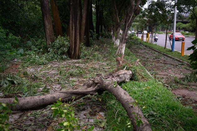 Typhoon Noul hits southern China HUIZHOU,CHINA - JULY 27: Trees collapsed in strong winds as the Typhoon Noul passes through on July 27,2026 in Huizhou, Guangdong Province of China. Typhoon Noul , the 12th typhoon of this year, brought heavy winds and torrential rains along the way, causing tree lodging, road ponding, and facilities damage. The residual circulation continued to create heavy rainfall in many inland places, and the risk of secondary disasters such as flash floods and landslides was still high. John Ricky Anadolu Guangdong China. Editorial use only. Please get in touch for any other usage.  Copyright: x2026xAnadoluxJohnxRickyx