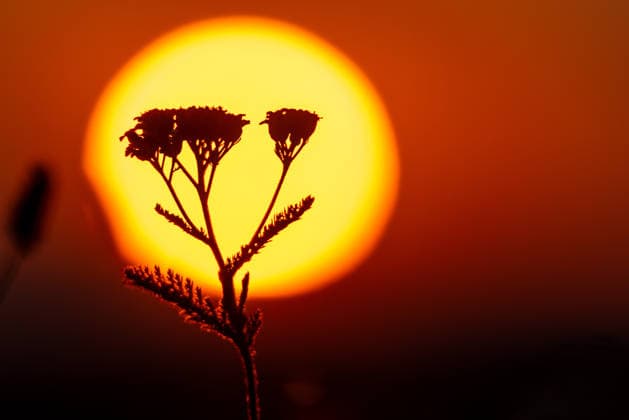 Sonnenuntergang Die untergehende Sonne ist vor einer Pflanze zu sehen., Wehrheim Hessen Deutschland *** Sunset: The setting sun can be seen in front of a plant, Wehrheim, Hesse, Germany
