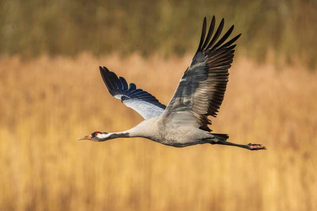 Crane, Grey Crane, grey Crane, grey Crane, Eurasian Crane Grus Grus , at Flight Via Reeds, Germany, Brandenburg, Muckwarer Ponds Common crane, EURASIAN Crane Grus Grus , in Flight Over The reeds, Germany, Brandenburg, Muckwarer Ponds BLWS751276 Copyright: xblickwinkel R.xKaminskix